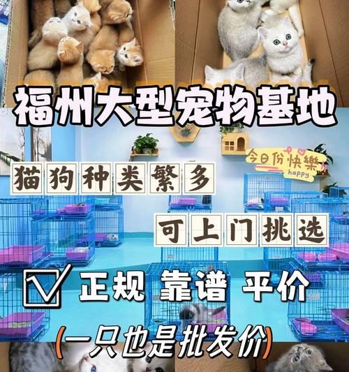 购买金毛狗的注意事项（细数购买金毛狗的关键问题）