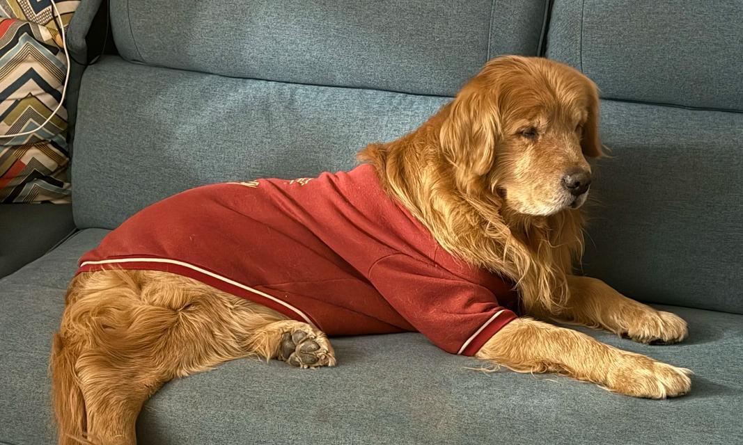 金毛犬的寿命有多长？（探究金毛犬寿命的关键因素及如何延长其寿命）