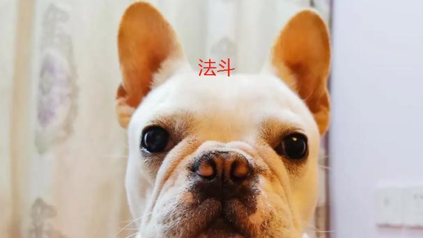 揭秘法斗价格贵的原因（探寻法斗价格背后的关键因素）