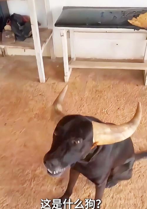 认识这四十五种狗狗（从亲民犬到稀世珍宝，了解不同品种的狗狗魅力）