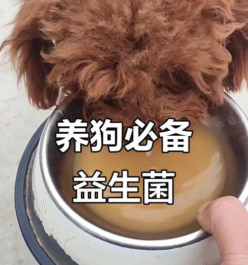 狗肠胃不好的症状及对策（了解狗肠胃不好的表现和解决方法，让宠物恢复健康）