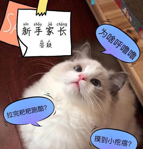 猫咪体重的小秘密（探索猫咪体重问题的原因和解决方法）