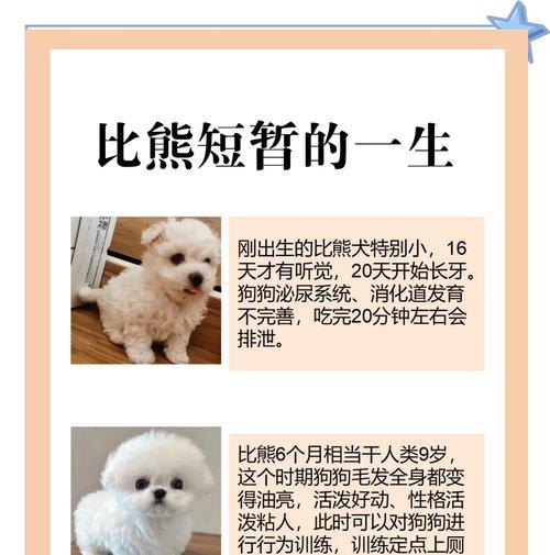 比熊犬的饲养指南（打造快乐健康的比熊犬生活）