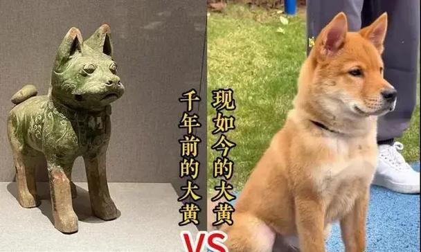 萌狗的世界（狗类世界的多样性和魅力，一起来探索各种品种的萌狗吧！）