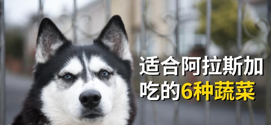 狗狗喜欢吃的蔬菜有哪些？（了解你家狗狗的偏好，给它提供健康的膳食）