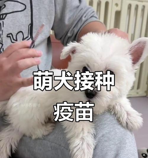 了解狗狗的必打疫苗，守护它的健康（狗狗打疫苗，你不能错过的知识点）