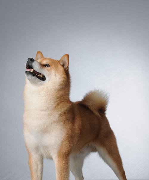 养狗新手必读（比较柴犬与柯基的特点与需求，帮助你做出明智选择）
