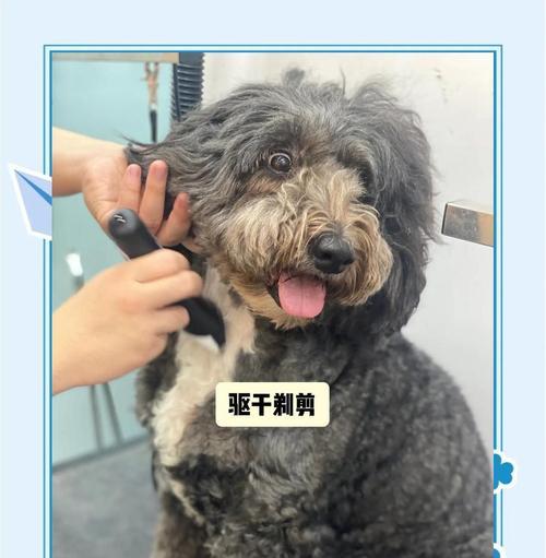 如何正确修剪泰迪狗的毛发（掌握修剪泰迪狗毛发的技巧，让你的宠物更加美丽可爱）