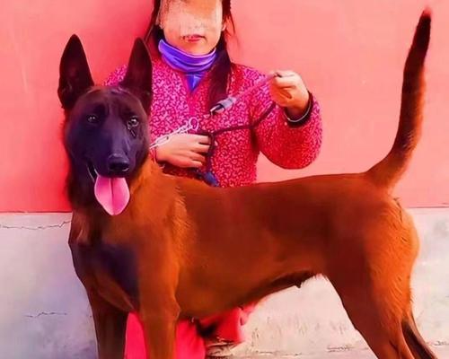 推荐几种易于打理的短毛犬（选择适合你的宠物伴侣，享受无忧的打理过程）
