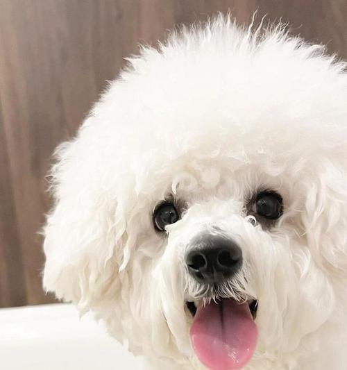 比熊犬（BichonFrisé）（了解比熊犬的特点和魅力）