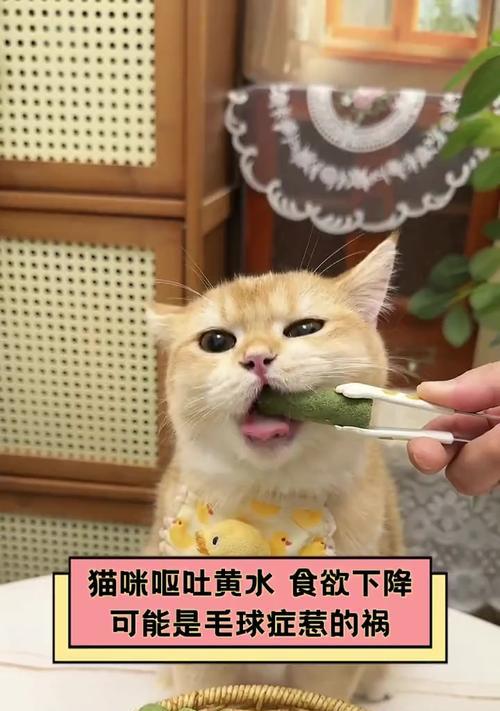 猫吐毛球症的措施与饮食（了解猫吐毛球症的控制措施和适宜饮食，让你的爱猫健康自在）