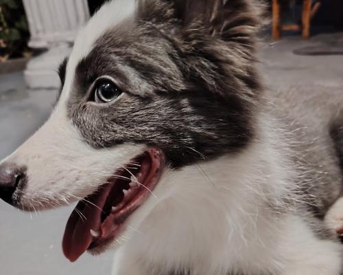 牧羊犬配种的最佳时间（从见血到配种的最佳时间段）