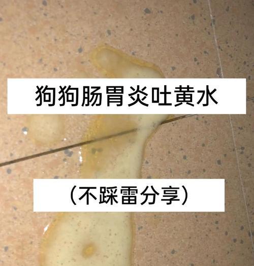 狗子呕吐黄水怎么办？（狗子呕吐黄水的原因及应对方法）