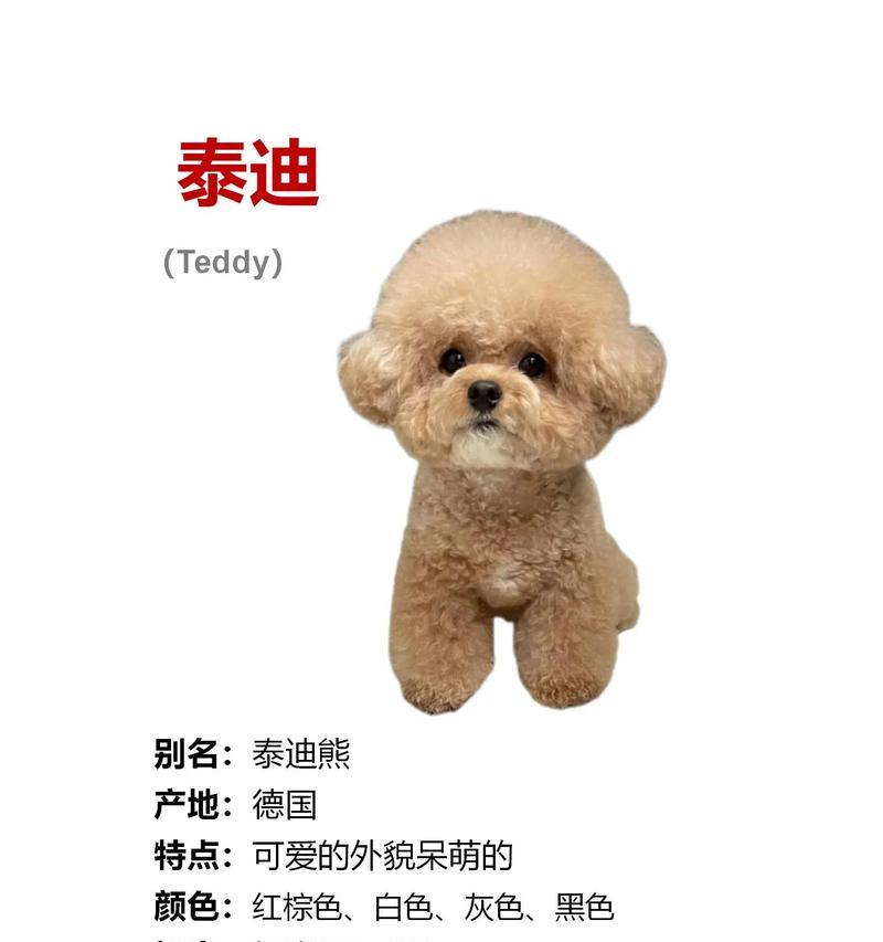 泰迪的价格大盘点——颜色不同价格不同（5种颜色泰迪价格详细解析，一只泰迪多少钱？）