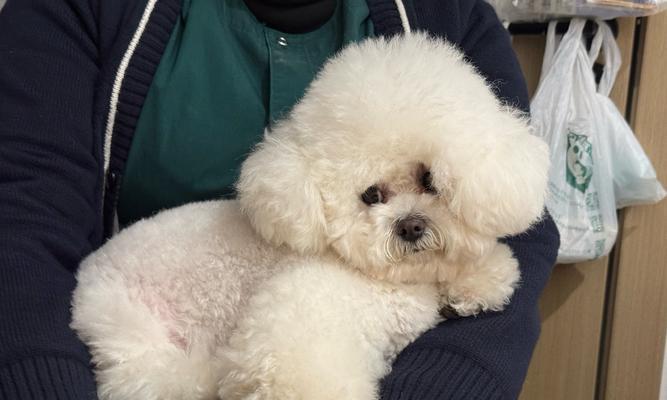 狗狗打完疫苗后能遛的时间长久吗？（了解疫苗接种与遛狗时间的关系）
