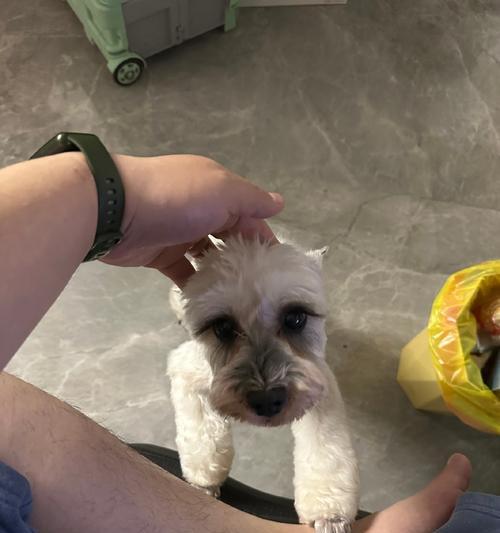 贵价犬种（了解这几种贵价狗，你会感叹金钱的力量）