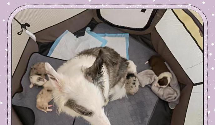 狗狗产后恶露（了解狗狗产后恶露的持续时间和清理过程）
