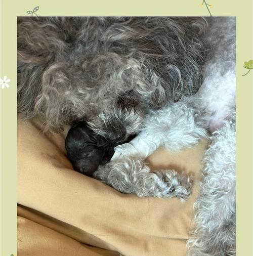 泰迪犬怀孕周期的关键知识（探索泰迪犬怀孕过程中的时间要点）