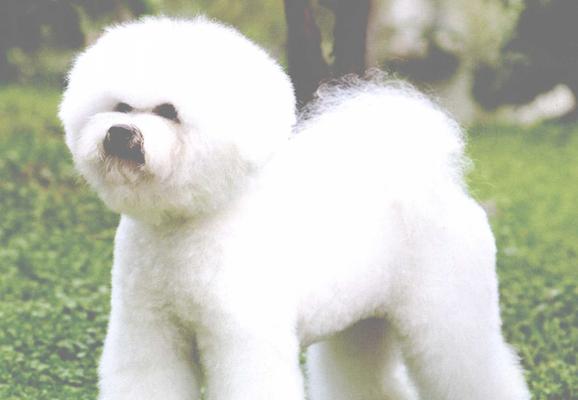 比熊犬标准体重及超重问题（比熊犬的健康与体重关系）
