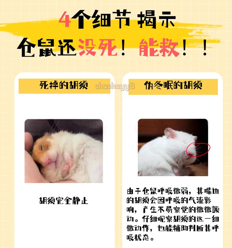 老鼠的寿命有多长？（探究老鼠生命周期的奥秘）