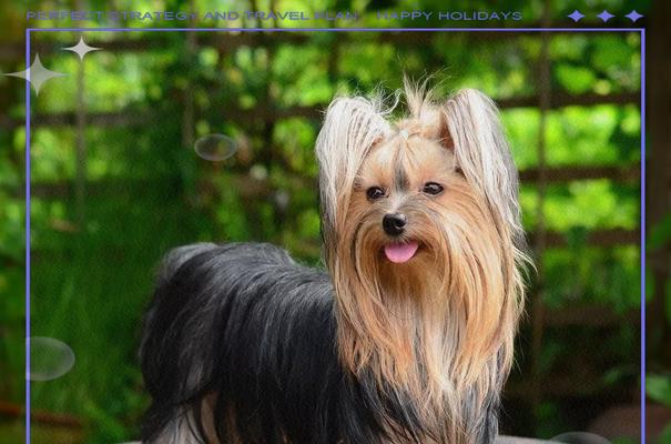 探索以梗类犬的多样品种（了解以梗类犬的特点和常见品种）