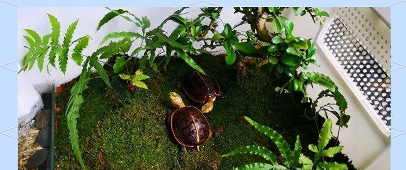 龟龟出眠厌食症
