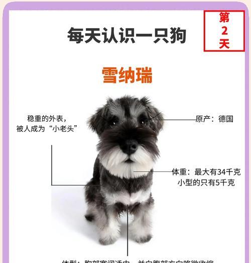 如何判断比熊是否老了？（了解比熊的年龄迹象，保持宠物的健康）