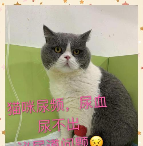 如何应对猫咪尿频问题（探讨猫咪尿频症状、原因和解决办法）