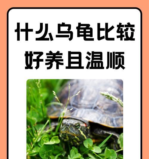 省钱养好巴西龟的秘籍