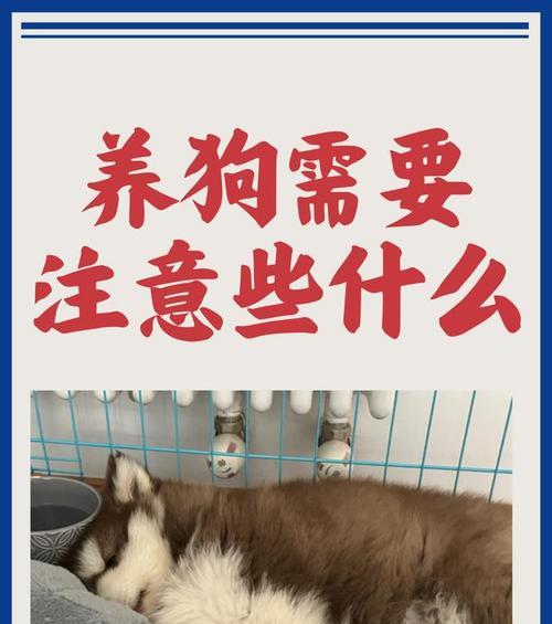 养小狗需要注意的事项（如何照顾买回来的小狗）