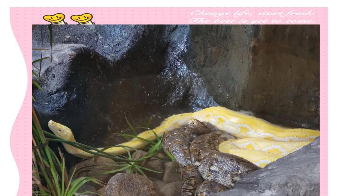 缅甸蟒的饲养方法（掌握关键知识，打造健康宠物）