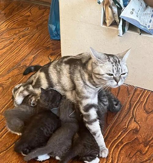 猫咪怀孕周期的探究（解密猫咪孕育的奇妙过程）