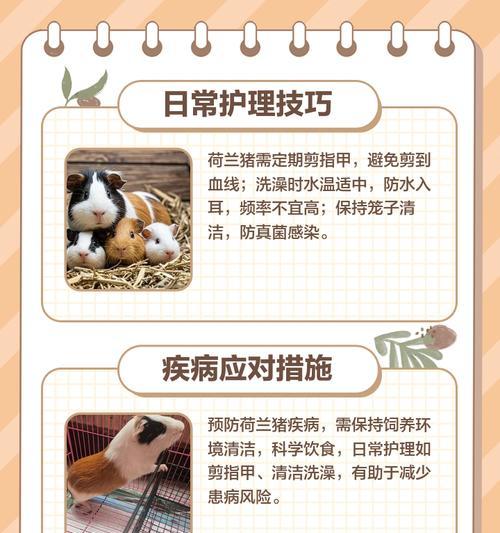 荷兰猪饲养的烦恼与解决之道（饲养荷兰猪需要注意的事项及解决办法）