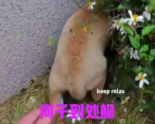 宠物狗的行为挑衅，主人的愤怒（狗狗逼人拿纸巾擦屎，主人无奈气炸！）