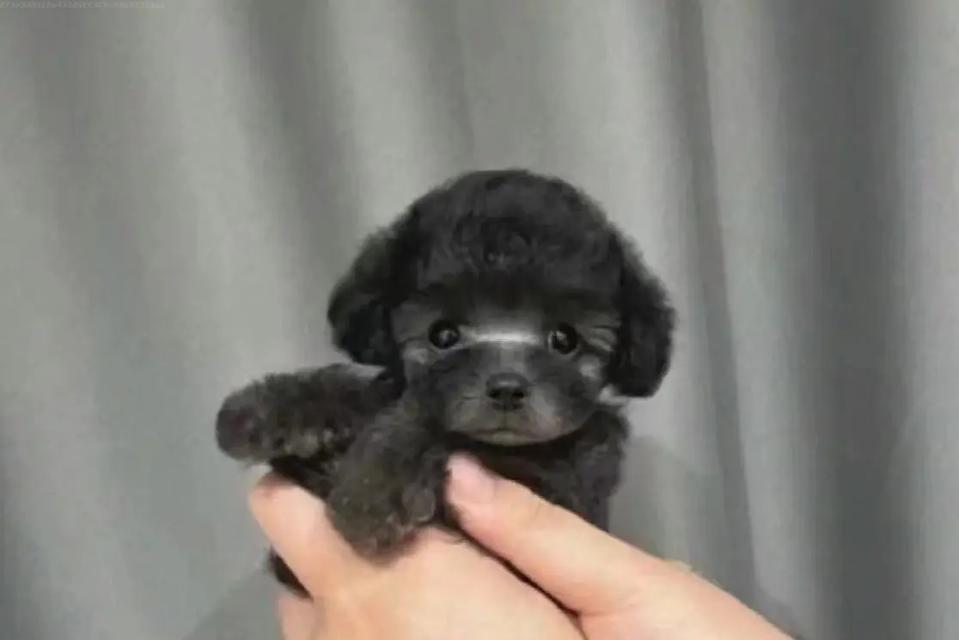 纯种泰迪的价格及其与串串泰迪的区别（纯种泰迪的关键价值与魅力，串串泰迪的混血特点与魅力）