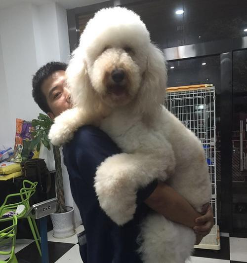 大型犬不掉毛的品种推荐（适合家庭养殖的无毛大犬品种推荐）