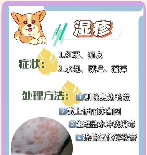 狗狗常见皮肤病的症状、原因和治疗方法（深入了解狗狗皮肤病，为宠物健康护航）