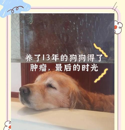 狗狗淋巴癌（探索狗狗淋巴癌的生存期及其相关因素）
