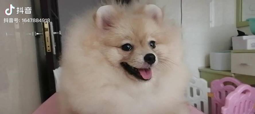 纯种博美的价格及双血统博美幼犬的外貌特征（了解博美犬的价格和外观特征，选择适合的宠物伙伴）