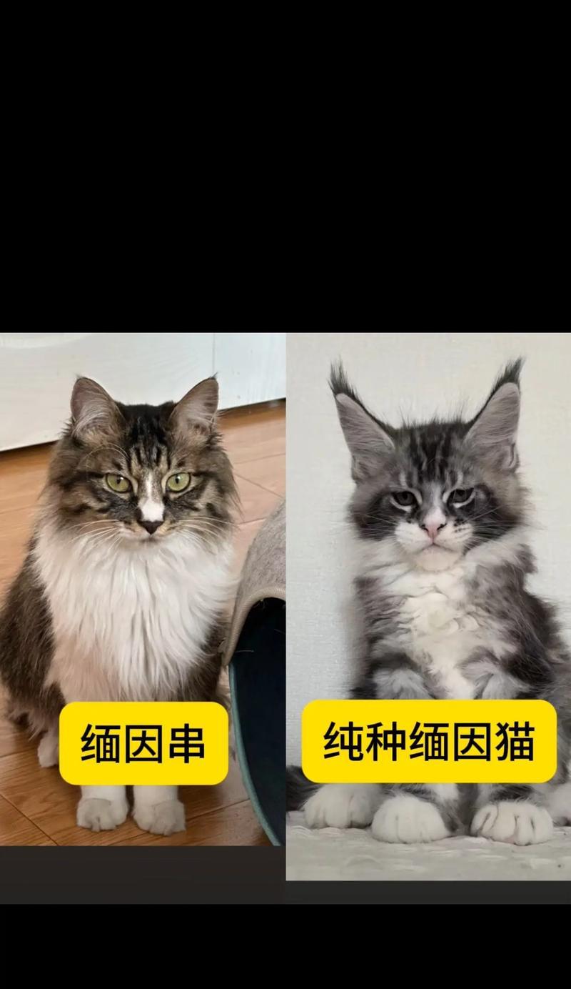 通过外部特征判断猫的年龄（探索猫咪外貌变化揭示年龄秘密）