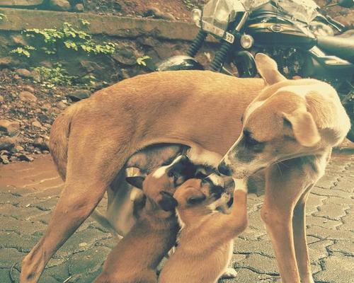 母犬繁殖期护理指南（怀孕前期-后期20天的关键保健措施）