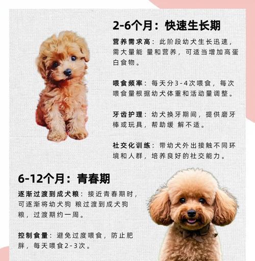 泰迪嘴上多毛问题解决方法