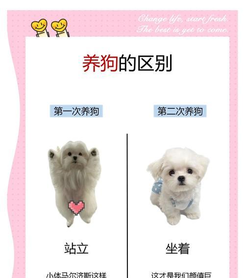 马尔济斯犬的优缺点及适合养育的关键因素（探索马尔济斯犬的可爱与挑战，为你选择一只适合的伴侣）