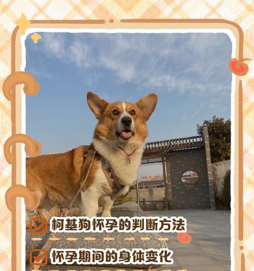 狗怀孕症状大揭秘（了解你的宠物狗是否怀孕，看这里！）