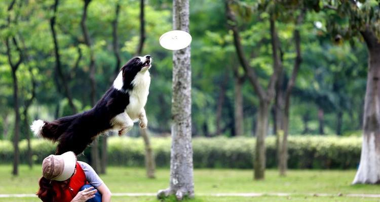 三个月大狗狗恢复运动所需时间的探讨（从三个月大开始，狗狗运动需多久才能完全恢复？）