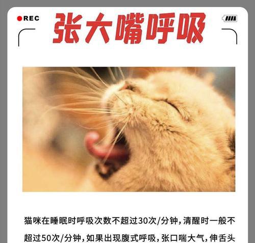 猫咪心脏偏大（揭秘猫咪心脏偏大的真相与寿命预测）