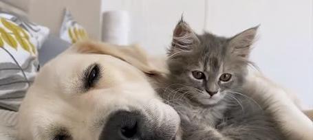 猫狗打架的原因及为何狗总是打不过猫？（揭秘猫狗之间的斗争现象与心理特点）