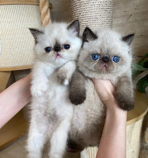 加菲猫的价格及颜色价值解析（探讨加菲猫市场价格和不同颜色的价值）