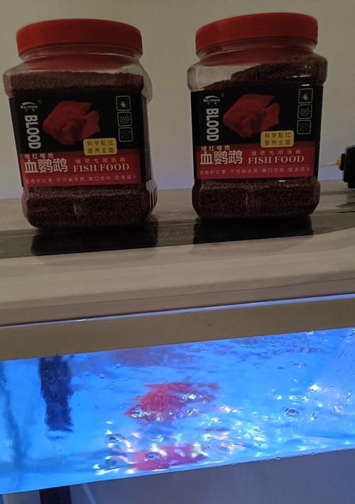 鹦鹉鱼不吃食能活多久？（探究鹦鹉鱼的食物依赖和寿命，揭示其不吃食能存活的原因与限制）