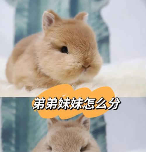 母兔何时适合配种？（探究母兔首次配种的最佳时间）